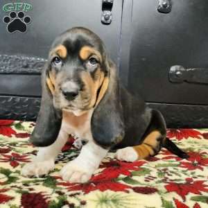 Phoebe, Basset Hound Puppy