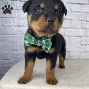 Titan, Rottweiler Puppy