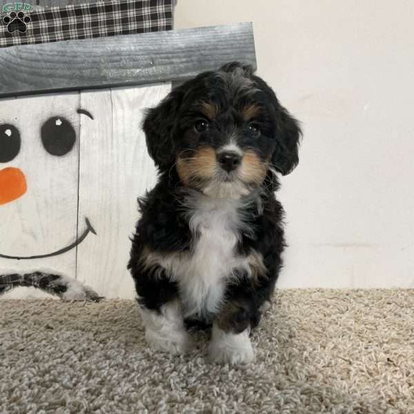 Sara, Mini Aussiedoodle Puppy