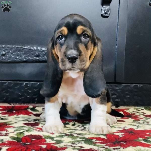 Phoebe, Basset Hound Puppy