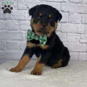 Titan, Rottweiler Puppy