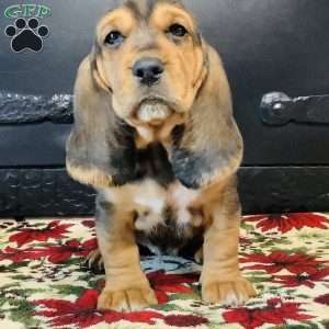 Paisley, Basset Hound Puppy