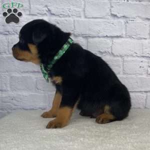 Titan, Rottweiler Puppy