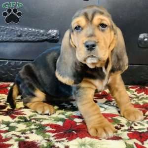 Paisley, Basset Hound Puppy