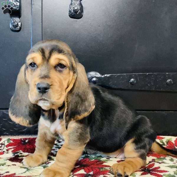 Paisley, Basset Hound Puppy