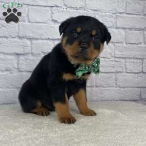 Titan, Rottweiler Puppy