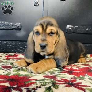 Paisley, Basset Hound Puppy