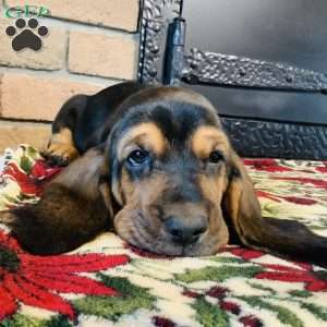 Elinore, Basset Hound Puppy