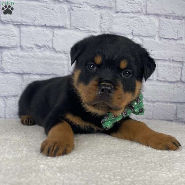 Titan, Rottweiler Puppy