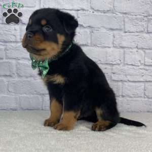 Chief, Rottweiler Puppy