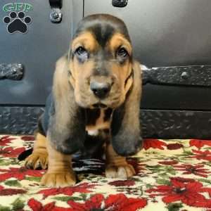 Elinore, Basset Hound Puppy