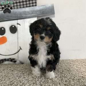 Sara, Mini Aussiedoodle Puppy