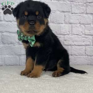 Chief, Rottweiler Puppy