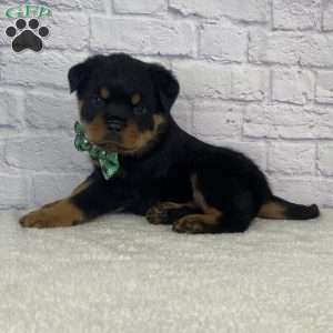 Chief, Rottweiler Puppy