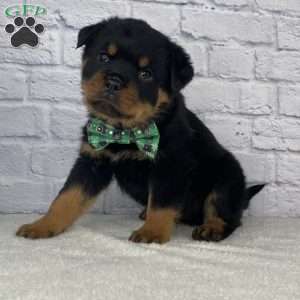 Chief, Rottweiler Puppy