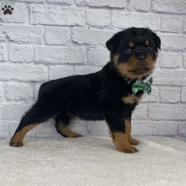 Chief, Rottweiler Puppy