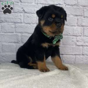 Chief, Rottweiler Puppy