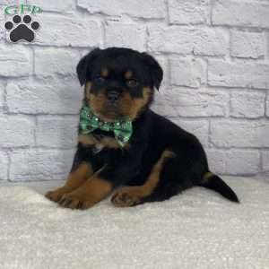 Hazel, Rottweiler Puppy