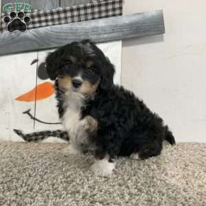 Sara, Mini Aussiedoodle Puppy