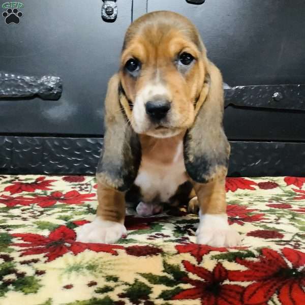 Penelope, Basset Hound Puppy