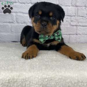 Hazel, Rottweiler Puppy