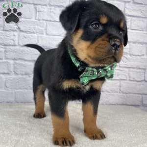 Hazel, Rottweiler Puppy