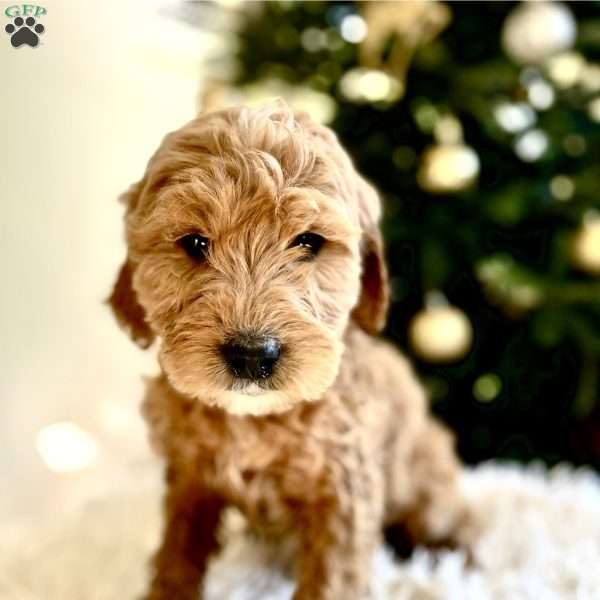 Blitz, Mini Goldendoodle Puppy