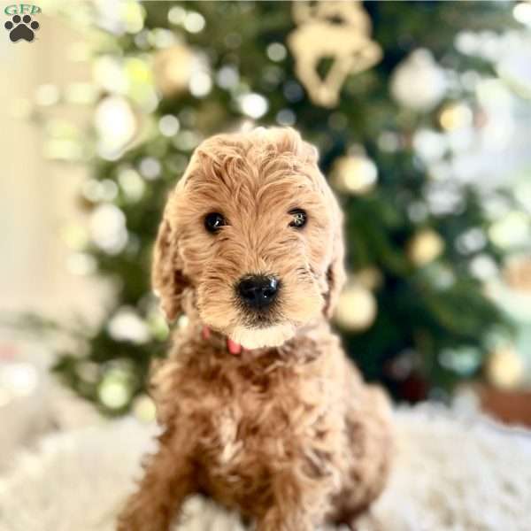 Birdie, Mini Goldendoodle Puppy