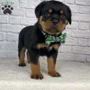 Hazel, Rottweiler Puppy