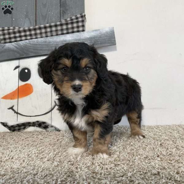 Simon, Mini Aussiedoodle Puppy