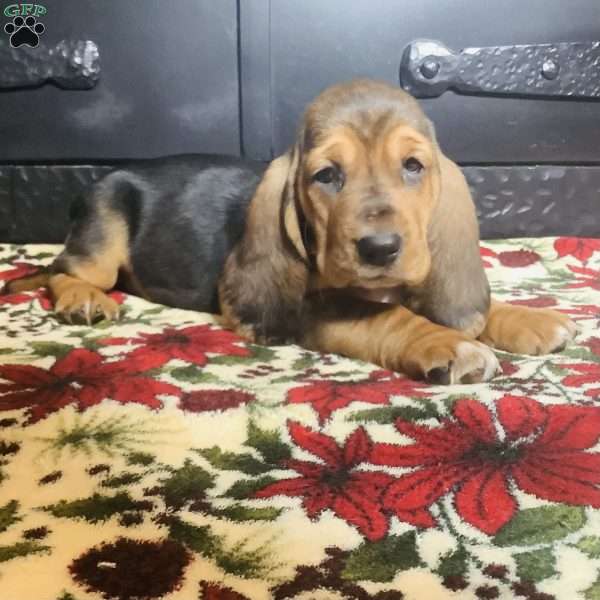 Ember, Basset Hound Puppy