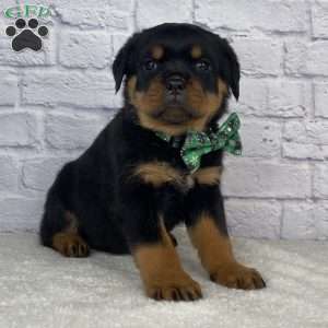 Hazel, Rottweiler Puppy