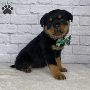 Stella, Rottweiler Puppy