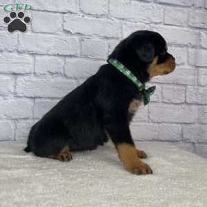 Stella, Rottweiler Puppy