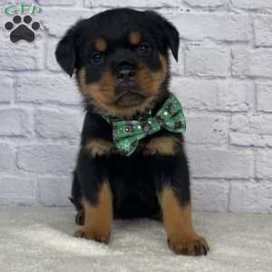 Stella, Rottweiler Puppy