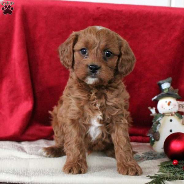 Ian, Cavalier King Charles Mix Puppy