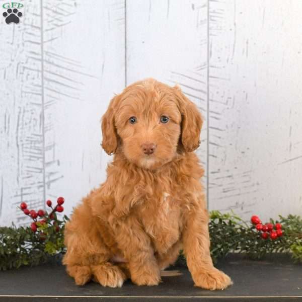 Ian, Mini Goldendoodle Puppy