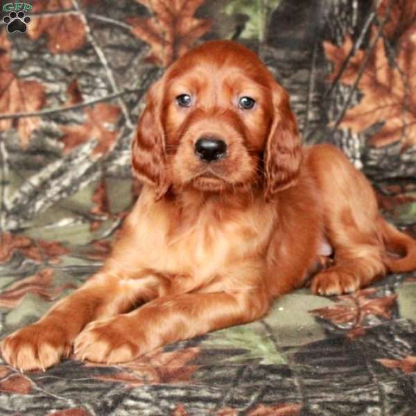 Ian, Irish Setter Puppy