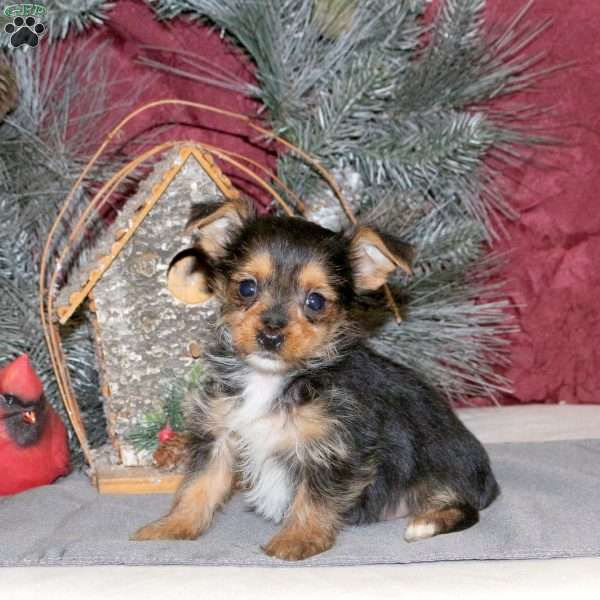 Ian, Yorkie Puppy