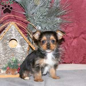 Ian, Yorkie Puppy