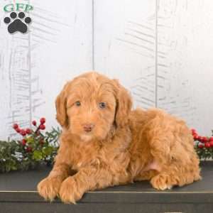 Ian, Mini Goldendoodle Puppy