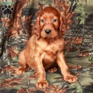 Ian, Irish Setter Puppy