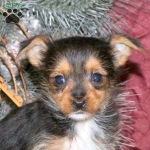 Ian, Yorkie Puppy