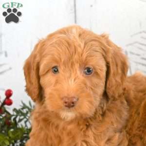 Ian, Mini Goldendoodle Puppy