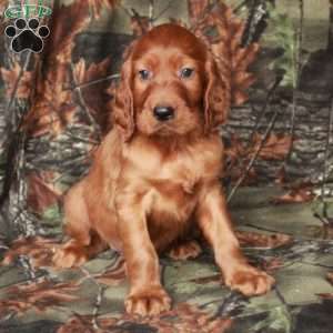 Ian, Irish Setter Puppy