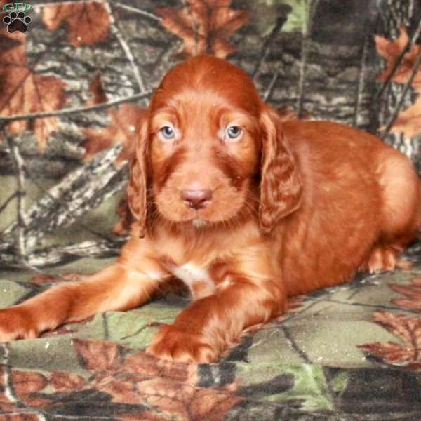 Idris, Irish Setter Puppy