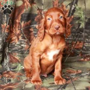 Idris, Irish Setter Puppy