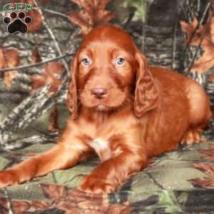 Idris, Irish Setter Puppy