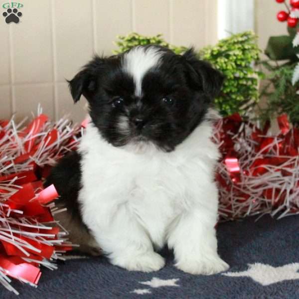 Iggy, Shih Tzu Puppy