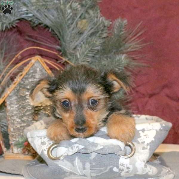 Immy, Yorkie Puppy